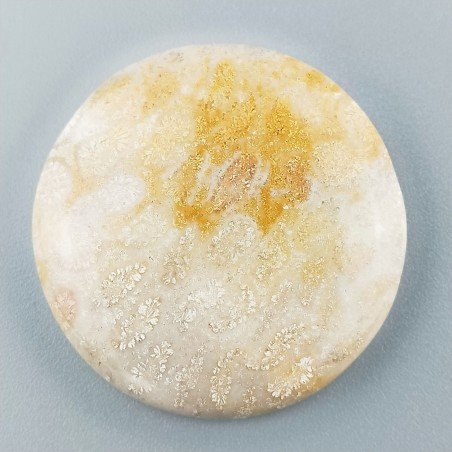 Corallo Fossile Naturale Forma Tondo Piatto Cabochon Liscio Fatto a Mano 36mm 14,74gm 1pz