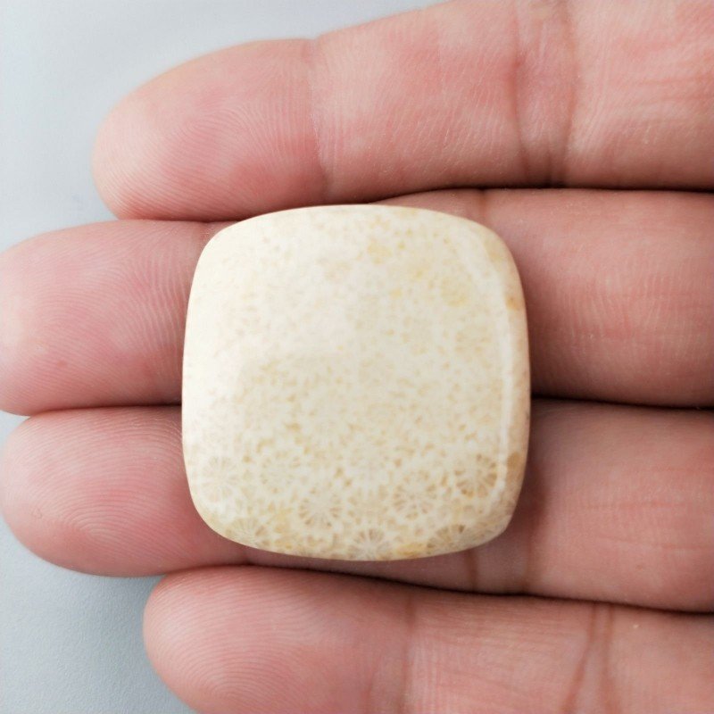 Corallo Fossile Naturale Forma Cuscino Piatto Cabochon Liscio Fatto a Mano 28X28mm 9,10gm 1pz Corallo Fossile Naturale Forma Cuscino Piatto Cabochon Liscio Fatto a Mano 28X28mm 9,10gm 1pz