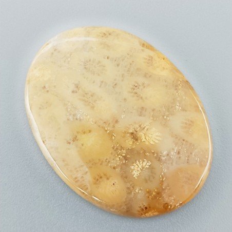 Corallo Fossile Naturale Forma Ovale Piatto Cabochon Liscio Fatto a Mano 34X25X5mm 7,84gm 1pz