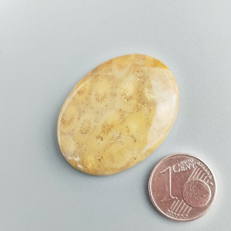 Corallo Fossile Naturale Forma Ovale Piatto Cabochon Liscio Fatto a Mano 34X25X5mm 7,84gm 1pz