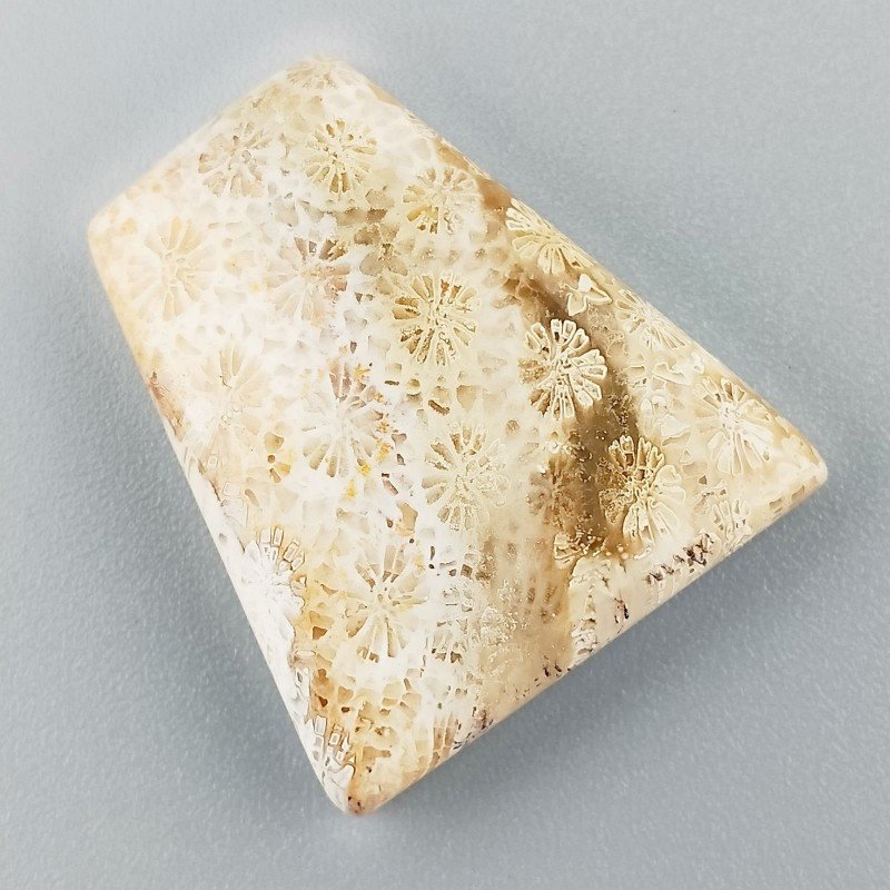 Corallo Fossile Naturale Forma Fantasia Piatto Cabochon Liscio Fatto a Mano 28X25mm 7,35gm 1pz