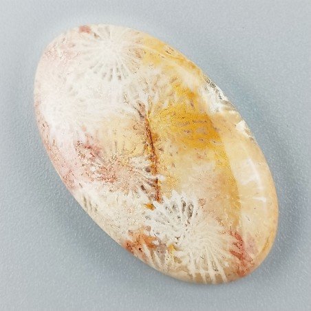 Corallo Fossile Naturale Forma Ovale Piatto Cabochon Liscio Fatto a Mano 34X20X5mm 6,49gm 1pz