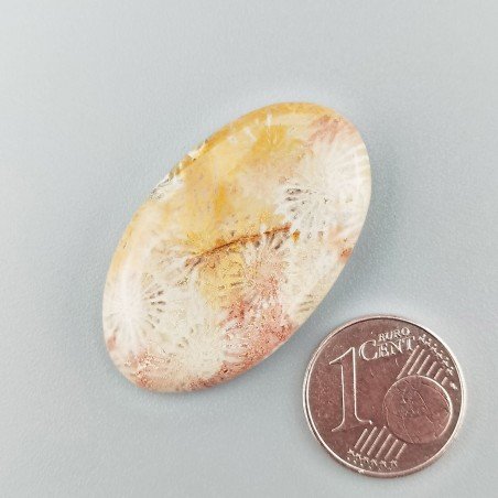 Corallo Fossile Naturale Forma Ovale Piatto Cabochon Liscio Fatto a Mano 34X20X5mm 6,49gm 1pz