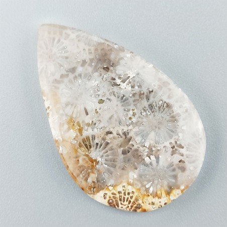 Corallo Fossile Naturale Forma Goccia Piatto Cabochon Liscio Fatto a Mano 40X25X4mm 7,18gm 1pz