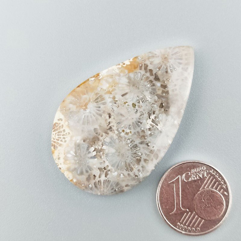 Corallo Fossile Naturale Forma Goccia Piatto Cabochon Liscio Fatto a Mano 40X25X4mm 7,18gm 1pz