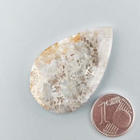 Corallo Fossile Naturale Forma Goccia Piatto Cabochon Liscio Fatto a Mano 40X25X4mm 7,18gm 1pz