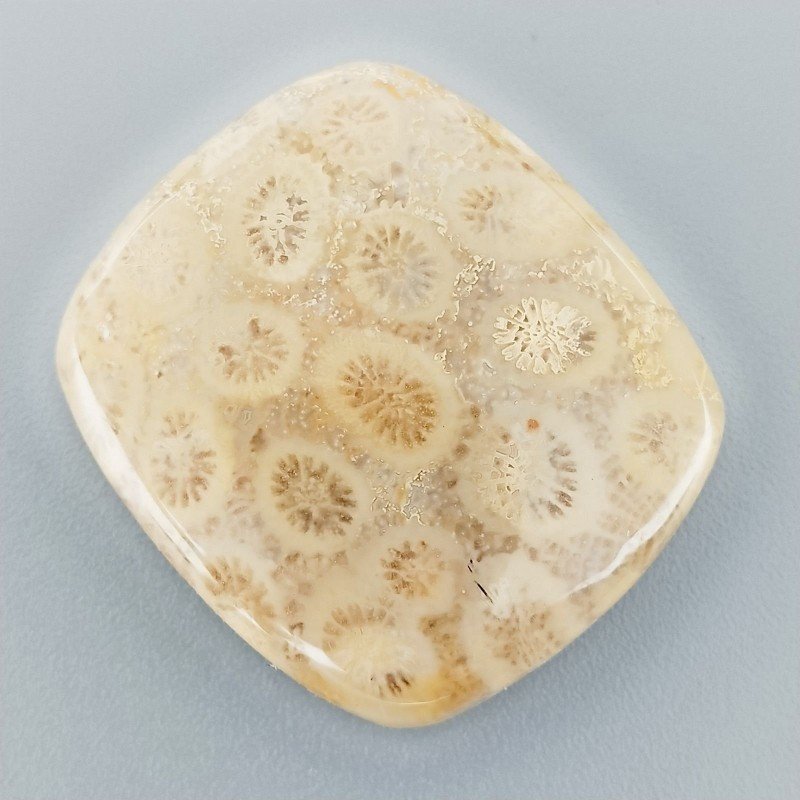 Corallo Fossile Naturale Forma Cuscino Piatto Cabochon Liscio Fatto a Mano 30X27X6mm 10,00gm 1pz