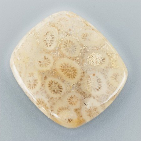 Corallo Fossile Naturale Forma Cuscino Piatto Cabochon Liscio Fatto a Mano 30X27X6mm 10,00gm 1pz
