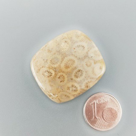 Corallo Fossile Naturale Forma Cuscino Piatto Cabochon Liscio Fatto a Mano 30X27X6mm 10,00gm 1pz