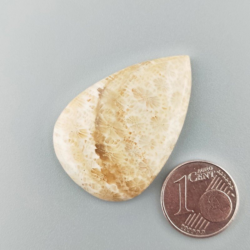 Cabochon di Corallo Fossile Naturale Goccia, Piatto e Liscio, 36x25x4 mm, 6,25 g, Fatto a Mano