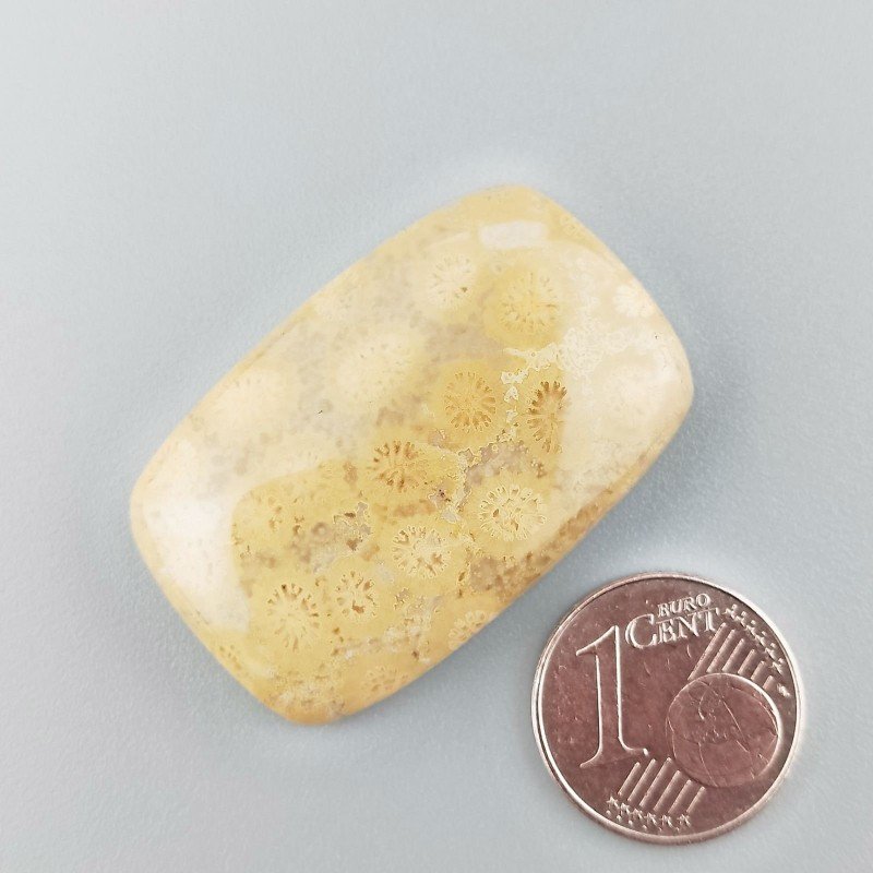 Cabochon di Corallo Fossile Naturale Cuscino, Piatto e Liscio, 34x22x6 mm, 9,63 g, Fatto a Mano