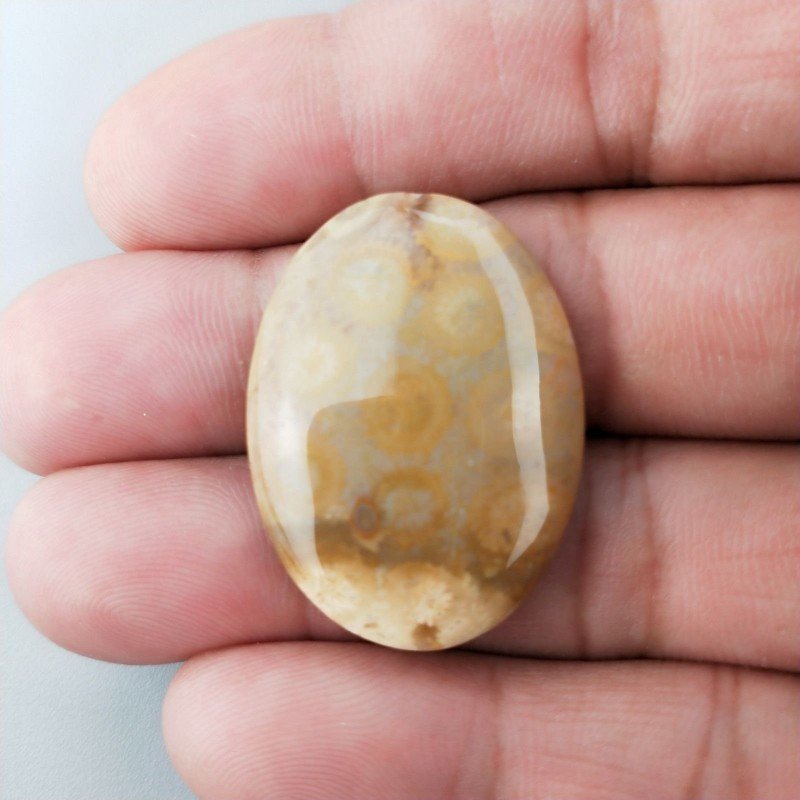 Corallo Fossile Naturale Forma Ovale Piatto Cabochon Liscio Fatto a Mano 31X23X4mm 5,88gm 1pz