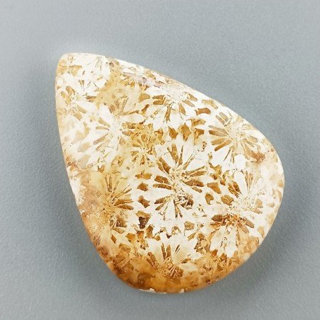 Corallo Fossile Naturale Forma Goccia Piatto Cabochon Liscio Fatto a Mano 33X24X6mm 8,36gm 1pz