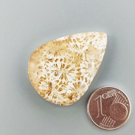 Corallo Fossile Naturale Forma Goccia Piatto Cabochon Liscio Fatto a Mano 33X24X6mm 8,36gm 1pz