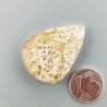 Corallo Fossile Naturale Forma Goccia Piatto Cabochon Liscio Fatto a Mano 33X24X6mm 8,36gm 1pz