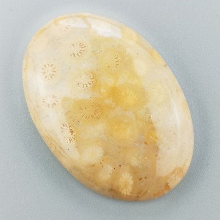 Corallo Fossile Naturale Forma Ovale Piatto Cabochon Liscio Fatto a Mano 40X28X7mm 13,20gm 1pz