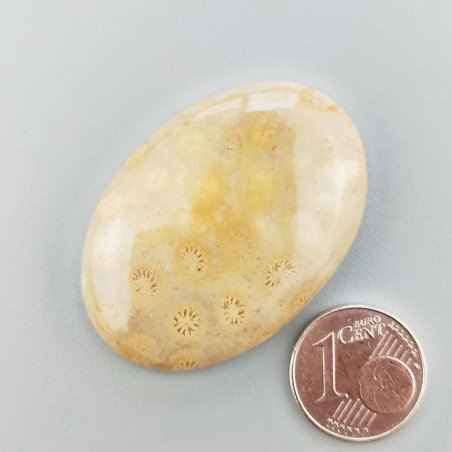 Corallo Fossile Naturale Forma Ovale Piatto Cabochon Liscio Fatto a Mano 40X28X7mm 13,20gm 1pz