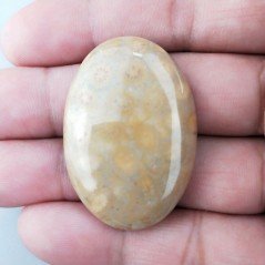 Corallo Fossile Naturale Forma Ovale Piatto Cabochon Liscio Fatto a Mano 40X28X7mm 13,20gm 1pz