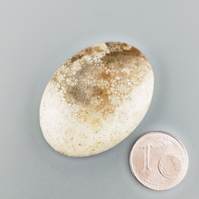 Corallo Fossile Naturale Forma Ovale Piatto Cabochon Liscio Fatto a Mano 37X28X7mm 12,61gm 1pz