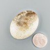 Corallo Fossile Naturale Forma Ovale Piatto Cabochon Liscio Fatto a Mano 37X28X7mm 12,61gm 1pz