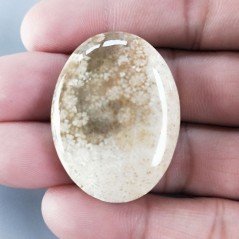 Corallo Fossile Naturale Forma Ovale Piatto Cabochon Liscio Fatto a Mano 37X28X7mm 12,61gm 1pz
