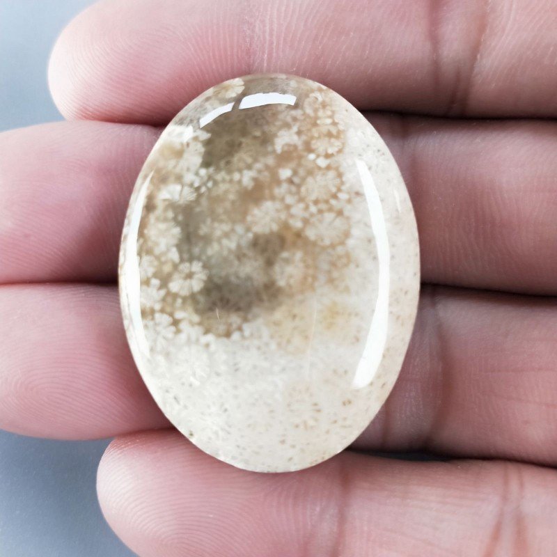 Corallo Fossile Naturale Forma Ovale Piatto Cabochon Liscio Fatto a Mano 37X28X7mm 12,61gm 1pz