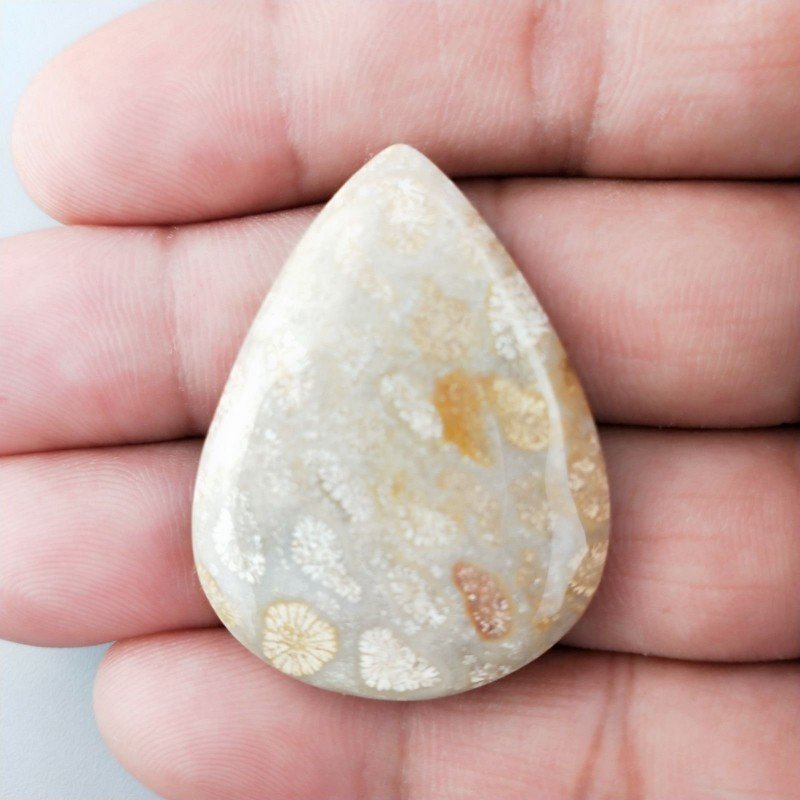 Corallo Fossile Naturale Forma Goccia Piatto Cabochon Liscio Fatto a Mano 38X28mm 10,00gm 1pz Corallo Fossile Naturale Forma Goccia Piatto Cabochon Liscio Fatto a Mano 38X28mm 10,00gm 1pz