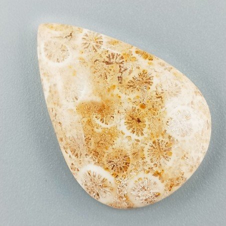 Corallo Fossile Naturale Forma Goccia Piatto Cabochon Liscio Fatto a Mano 34X24X5mm 6,94gm 1pz