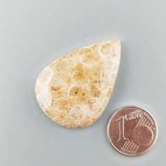 Corallo Fossile Naturale Forma Goccia Piatto Cabochon Liscio Fatto a Mano 34X24X5mm 6,94gm 1pz