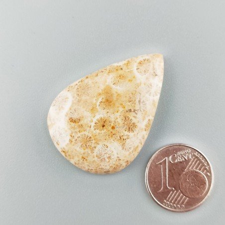 Corallo Fossile Naturale Forma Goccia Piatto Cabochon Liscio Fatto a Mano 34X24X5mm 6,94gm 1pz