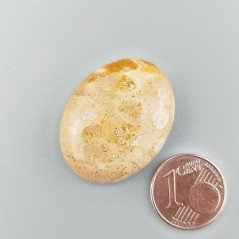 Corallo Fossile Naturale Forma Ovale Piatto Cabochon Liscio Fatto a Mano 29X22X5mm 6,85gm 1pz