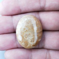 Corallo Fossile Naturale Forma Ovale Piatto Cabochon Liscio Fatto a Mano 29X22X5mm 6,85gm 1pz