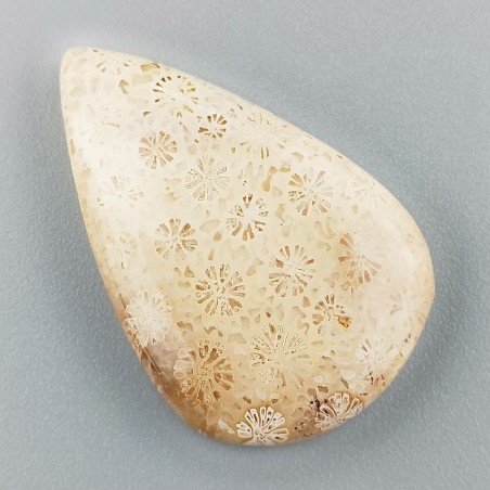 Corallo Fossile Naturale Forma Goccia Piatto Cabochon Liscio Fatto a Mano 30X24mm 6,23gm 1pz