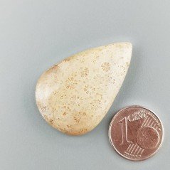 Corallo Fossile Naturale Forma Goccia Piatto Cabochon Liscio Fatto a Mano 30X24mm 6,23gm 1pz