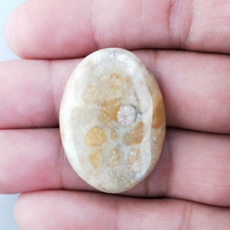 Corallo Fossile Naturale Forma Ovale Piatto Cabochon Liscio Fatto a Mano 31X23mm 6,92gm 1pz