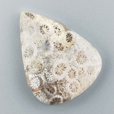 Corallo Fossile Naturale Forma Goccia Piatto Cabochon Liscio Fatto a Mano 32X24X5mm 6,34gm 1pz