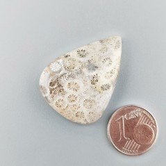 Corallo Fossile Naturale Forma Goccia Piatto Cabochon Liscio Fatto a Mano 32X24X5mm 6,34gm 1pz