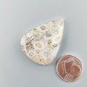 Corallo Fossile Naturale Forma Goccia Piatto Cabochon Liscio Fatto a Mano 32X24X5mm 6,34gm 1pz
