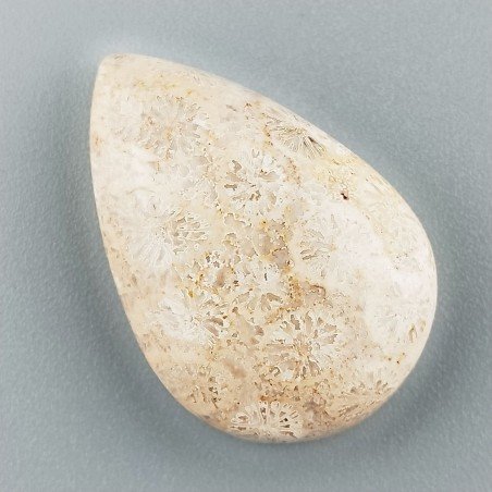 Corallo Fossile Naturale Forma Goccia Piatto Cabochon Liscio Fatto a Mano 29X19X8mm 6,83gm 1pz