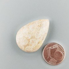 Corallo Fossile Naturale Forma Goccia Piatto Cabochon Liscio Fatto a Mano 29X19X8mm 6,83gm 1pz
