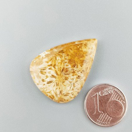 Corallo Fossile Naturale Forma Goccia Piatto Cabochon Liscio Fatto a Mano 29X21X4mm 4,51gm 1pz