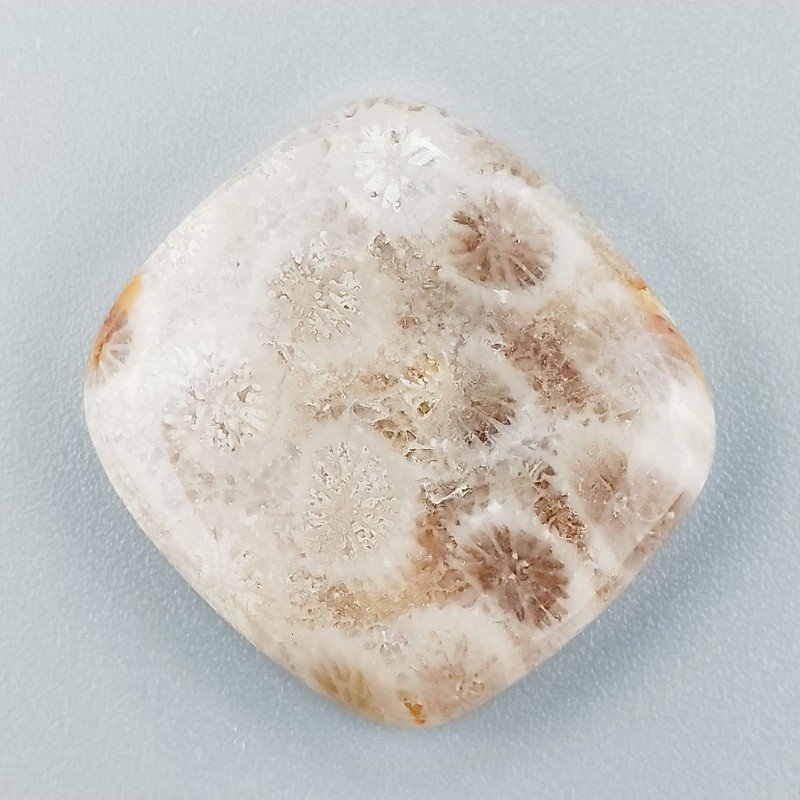 Corallo Fossile Naturale Forma Cuscino Piatto Cabochon Liscio Fatto a Mano 24X23mm 5,72gm 1pz