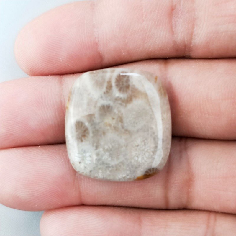 Corallo Fossile Naturale Forma Cuscino Piatto Cabochon Liscio Fatto a Mano 24X23mm 5,72gm 1pz