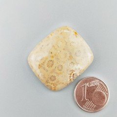 Corallo Fossile Naturale Forma Cuscino Piatto Cabochon Liscio Fatto a Mano 28X24X5mm 7,00gm 1pz