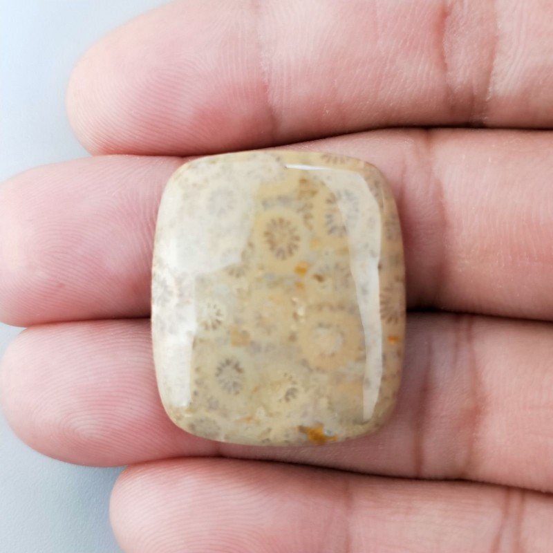 Corallo Fossile Naturale Forma Cuscino Piatto Cabochon Liscio Fatto a Mano 28X24X5mm 7,00gm 1pz