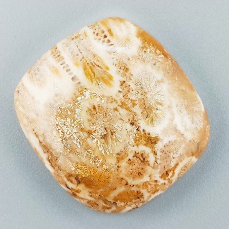 Corallo Fossile Naturale Forma Cuscino Piatto Cabochon Liscio Fatto a Mano 27X25X6mm 8,44gm 1pz