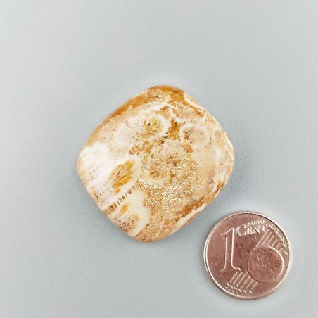 Corallo Fossile Naturale Forma Cuscino Piatto Cabochon Liscio Fatto a Mano 27X25X6mm 8,44gm 1pz