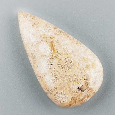 Corallo Fossile Naturale Forma Goccia Piatto Cabochon Liscio Fatto a Mano 35X19X7mm 7,11gm 1pz