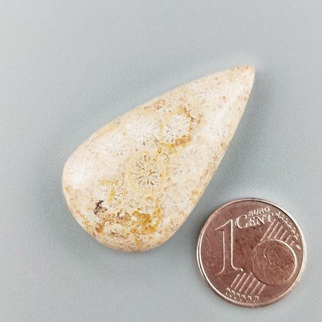 Corallo Fossile Naturale Forma Goccia Piatto Cabochon Liscio Fatto a Mano 35X19X7mm 7,11gm 1pz