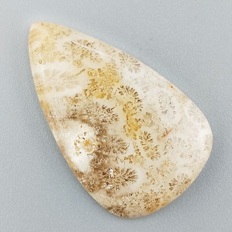 Corallo Fossile Naturale Forma Goccia Piatto Cabochon Liscio Fatto a Mano 35X21X4mm 4,94gm 1pz Corallo Fossile Naturale Forma Goccia Piatto Cabochon Liscio Fatto a Mano 35X21X4mm 4,94gm 1pz